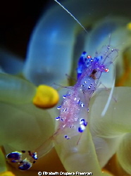 Take a closer look and you'l see her eggs! by Elizabeth Oropesa Freeman 